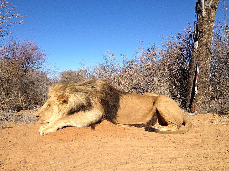 Lion-Hunting-Outfitters-and-Guides-in-Africa.jpg