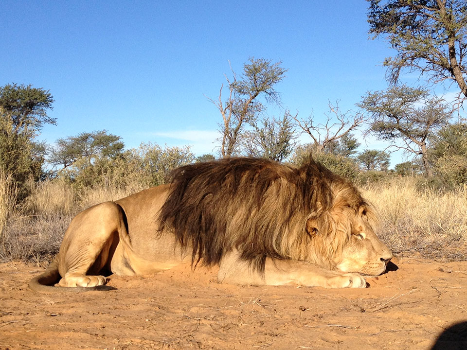 Trophy-Dark-Maned-Lion-Hunting-in-Africa.jpg