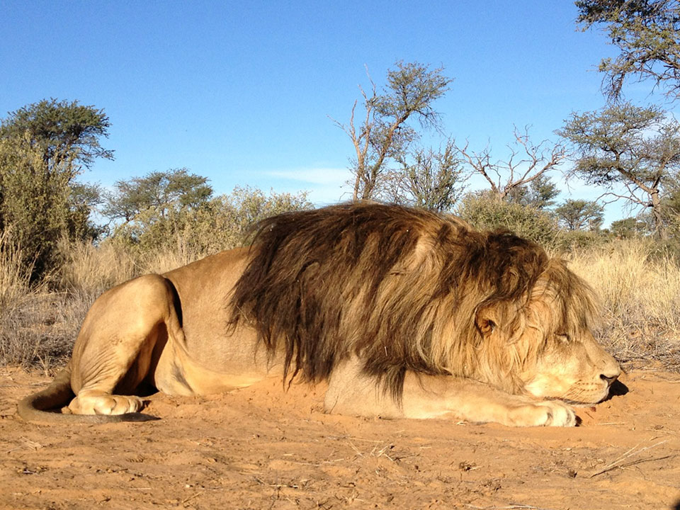 Trophy-Male-Lion-Hunting-South-Africa.jpg