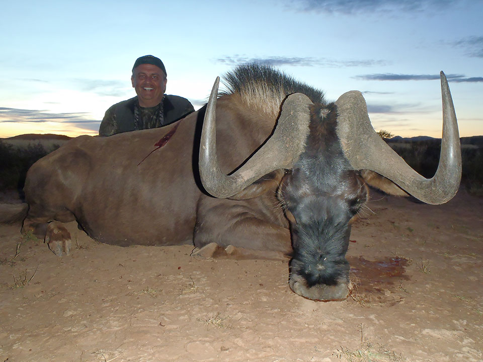 Trophy-Black-Wildebeest-Hunting-in-Africa.jpg