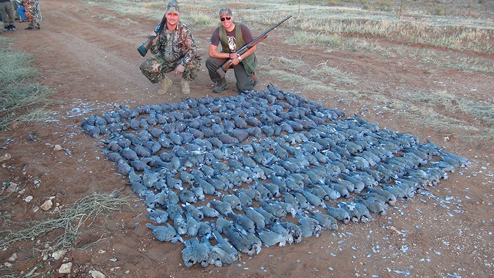 Dove-and-Pigeon-Hunting-Guides-and-Outfitters-in-Africa.jpg