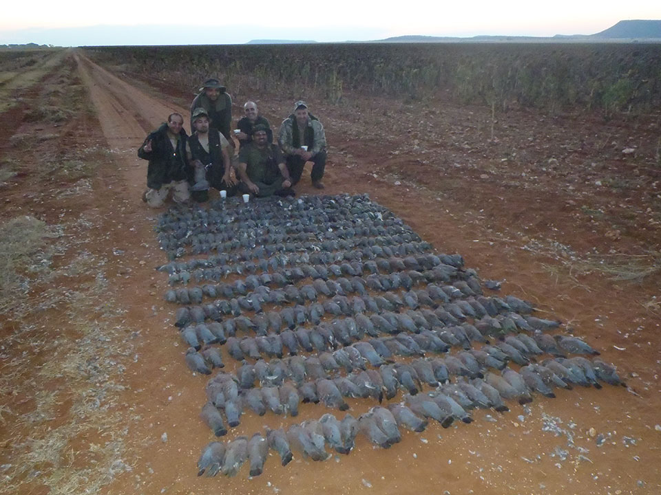Dove-and-Pigeon-Hunting-Safaris-in-Africa.jpg
